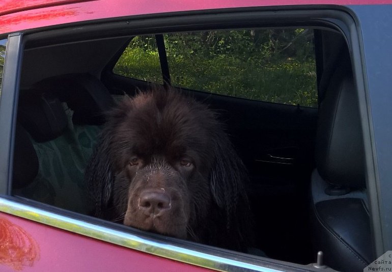 Фото: ньюфаундленд Brownblood MSK Zhanara Haya (Браунблад МСК Жанара Хайя)