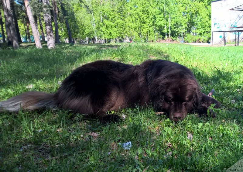 Фото: ньюфаундленд Brownblood MSK Zhanara Haya (Браунблад МСК Жанара Хайя)