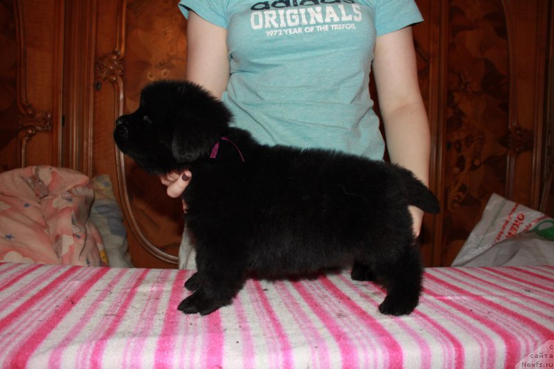 Фотография № 225106