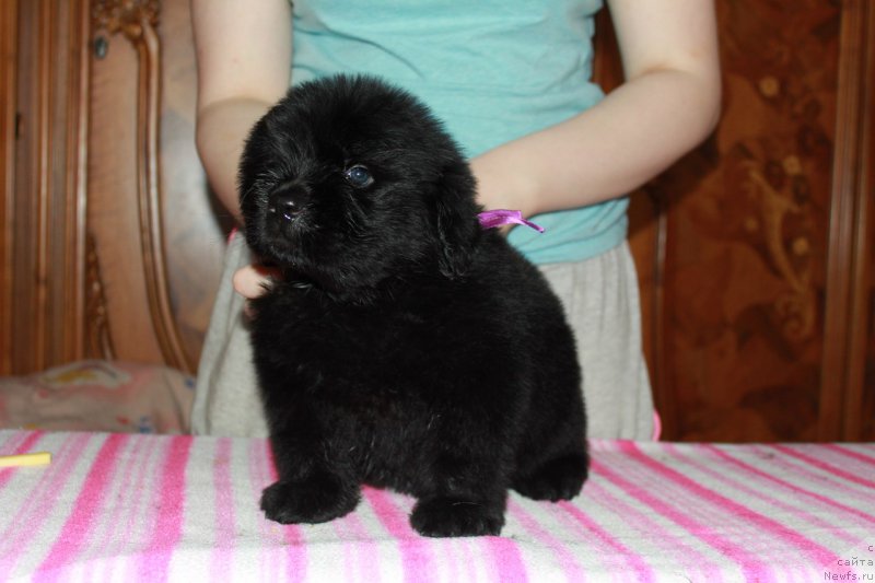 Фотография № 225108