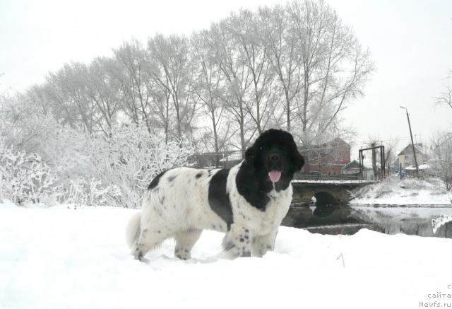 Фото: ньюфаундленд Plyushevaya Panda La Bella (Плюшевая Панда Ла Белла)