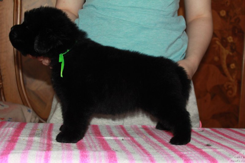 Фотография № 225110