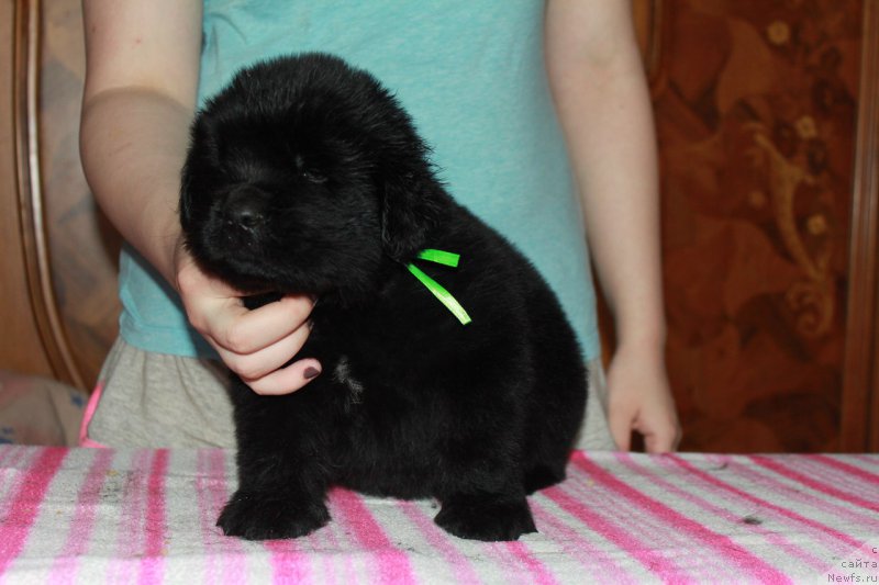 Фотография № 225111