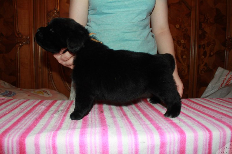 Фотография № 225115