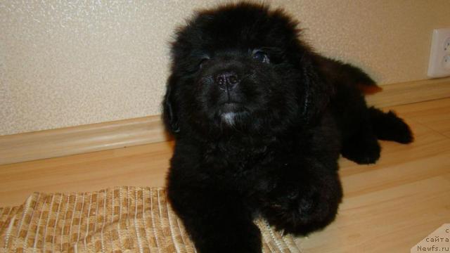 Фото: Сент Джонс Рокко Стелла ди Сант Эрамо