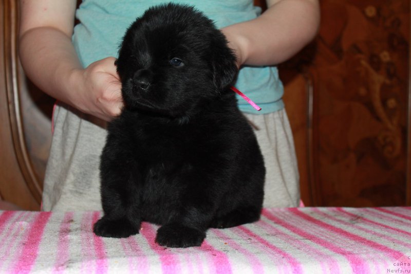 Фотография № 225124