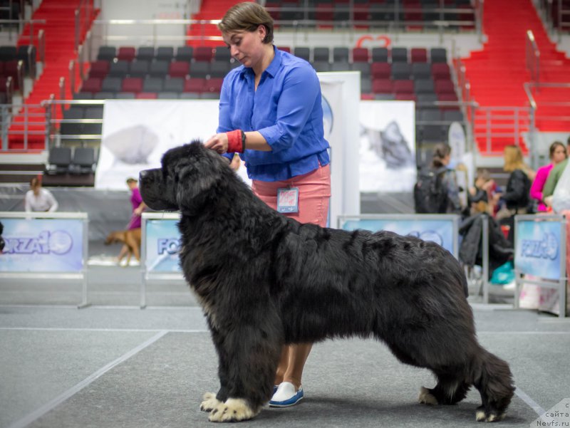 Фото: ньюфаундленд Piternyuf Omnia Vincet Amor (Питерньюф Омниа Винсет Амор)