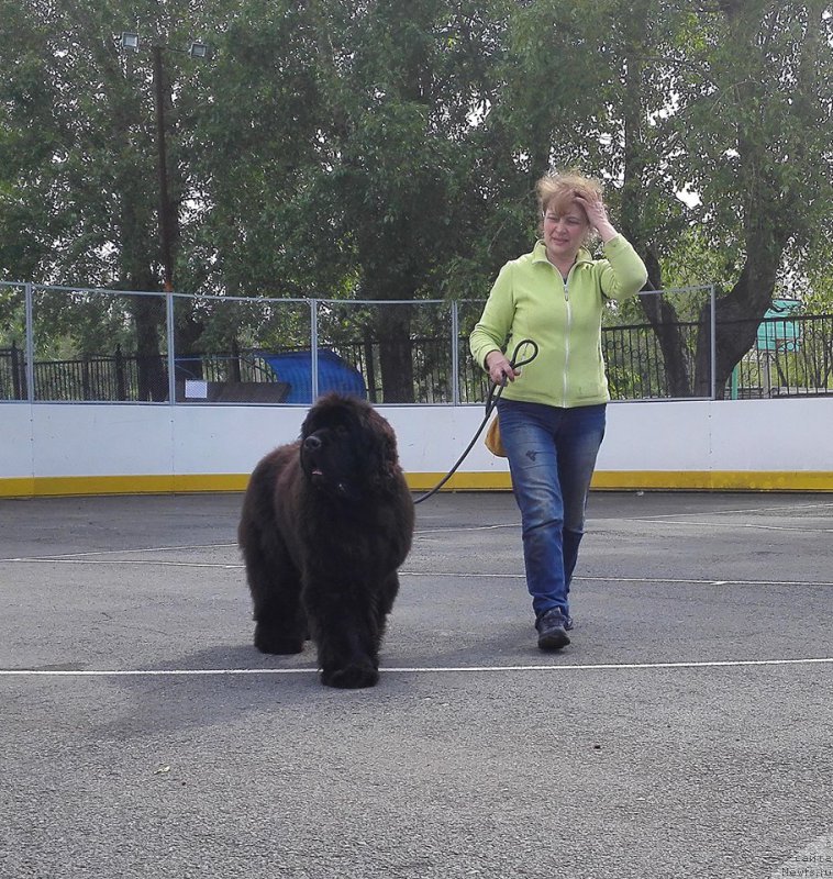 Фото: ньюфаундленд Super Premium Harmony (Супер Премиум Хармони), Nadejda Strel'cova (Надежда Стрельцова)