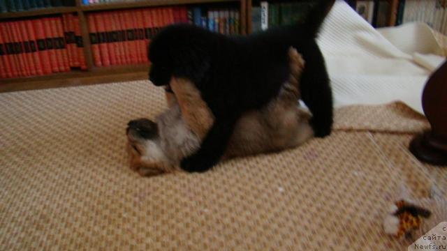 Фото: Сент Джонс Рокко Стелла ди Сант Эрамо