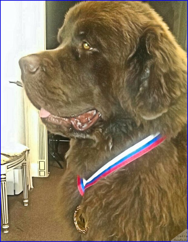 Фото: ньюфаундленд Braunblad MSK Brem Berri (Браунблад МСК Брем Берри)