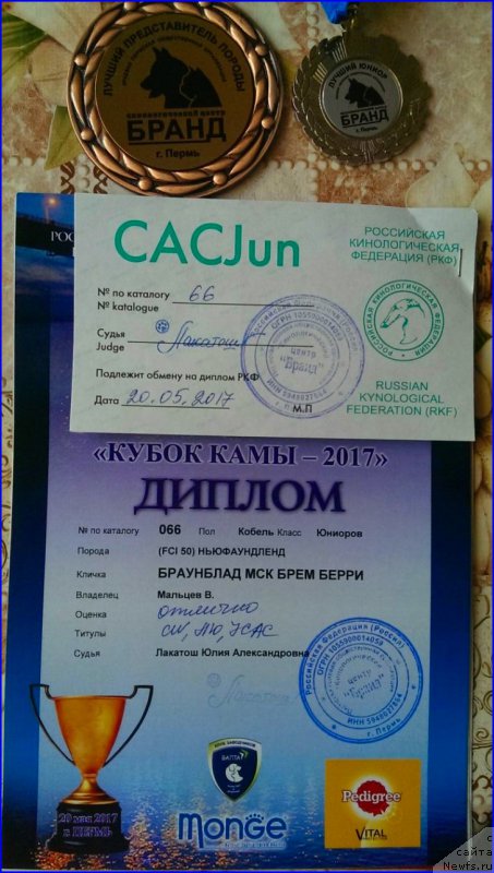Фото: ньюфаундленд Braunblad MSK Brem Berri (Браунблад МСК Брем Берри)