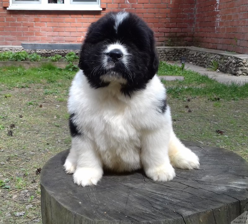 Фото: ньюфаундленд Super Premium Chicago (Супер Премиум Чикаго)