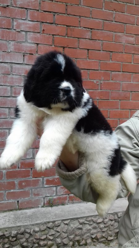 Фото: ньюфаундленд Super Premium Chicago (Супер Премиум Чикаго)