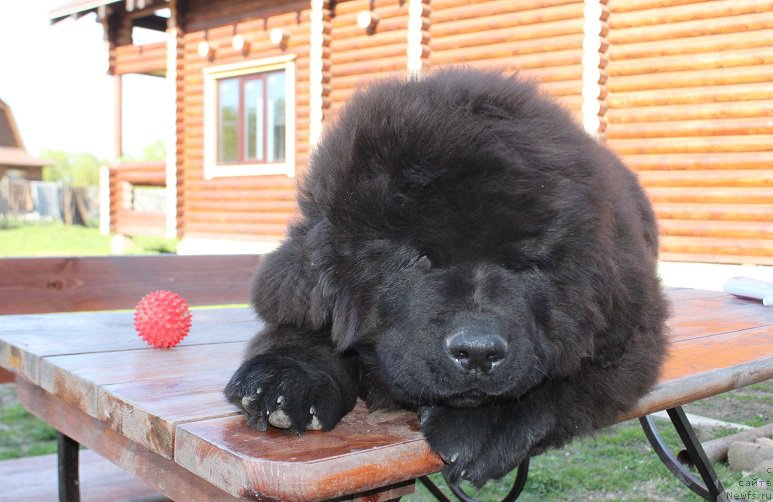 Фото: ньюфаундленд Terra Victoria Ghou Show (Терра Виктория Жу Шоу)