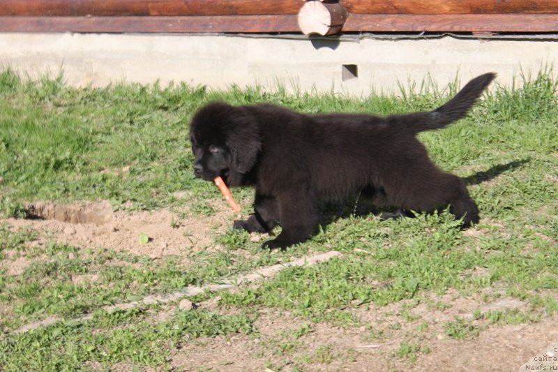 Фотография № 225167