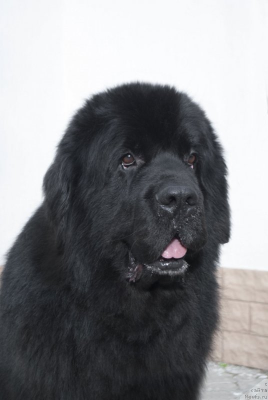 Фото: ньюфаундленд Kiper Soul Layon Hyeert (Кипер Соул Лайон Хэерт)