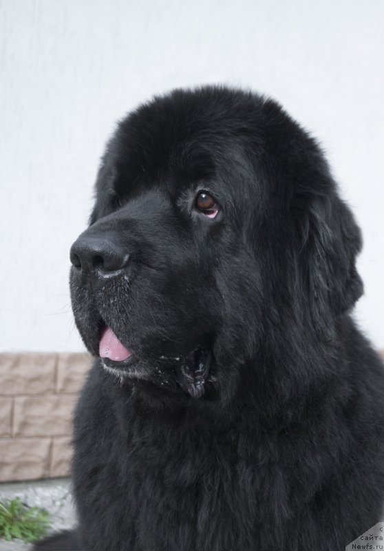 Фото: ньюфаундленд Kiper Soul Layon Hyeert (Кипер Соул Лайон Хэерт)