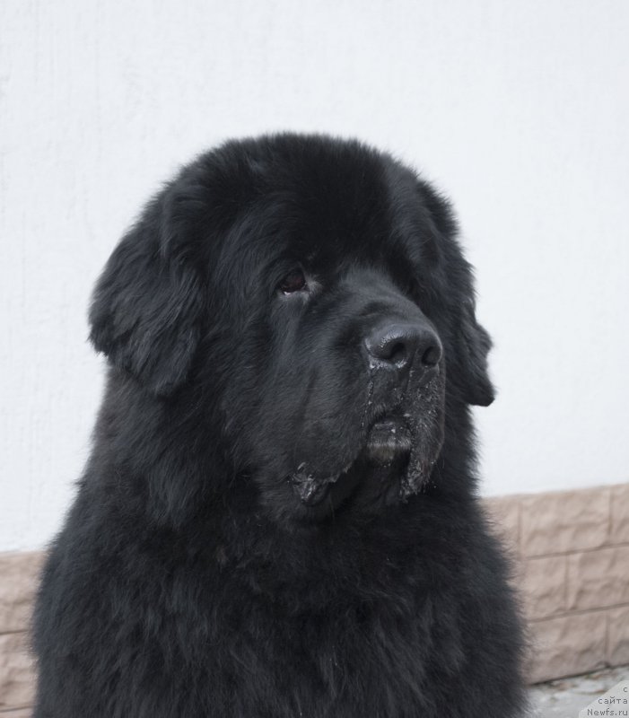 Фото: ньюфаундленд Kiper Soul Layon Hyeert (Кипер Соул Лайон Хэерт)