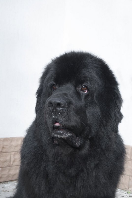 Фото: ньюфаундленд Kiper Soul Layon Hyeert (Кипер Соул Лайон Хэерт)