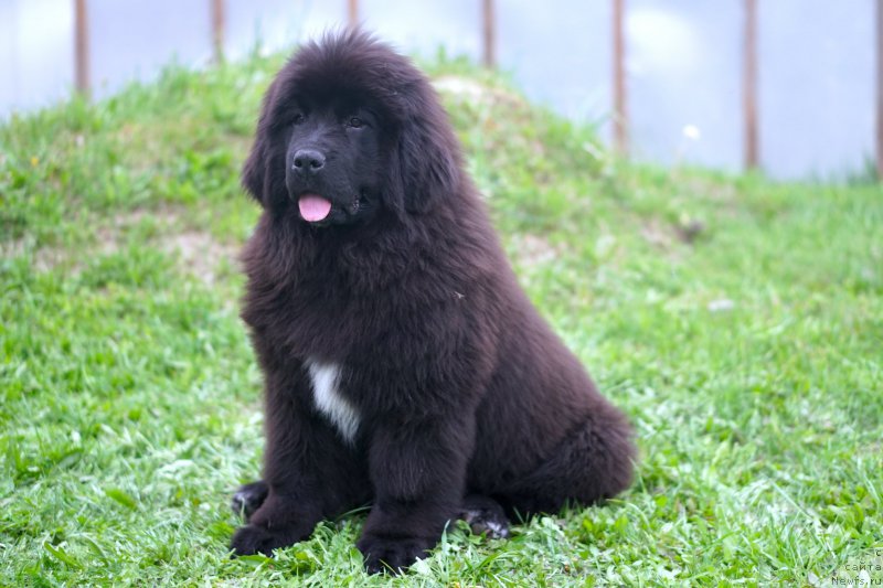 Фото: родители, ньюфаундленд Aquatoriya Kelvin Schedrivchik (Акватория Келвин Щедривчик), ньюфаундленд Aquatoriya Kelvin Yunique Malina Style (Акватория Келвин Юник Малина Стайл)