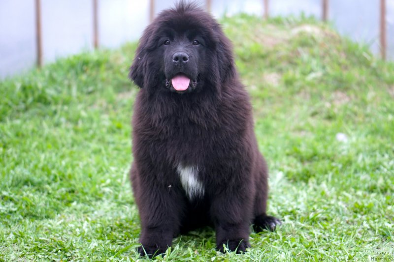 Фото: родители, ньюфаундленд Aquatoriya Kelvin Schedrivchik (Акватория Келвин Щедривчик), ньюфаундленд Aquatoriya Kelvin Yunique Malina Style (Акватория Келвин Юник Малина Стайл)