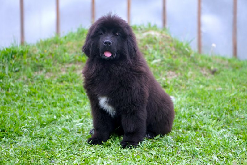 Фото: родители, ньюфаундленд Aquatoriya Kelvin Schedrivchik (Акватория Келвин Щедривчик), ньюфаундленд Aquatoriya Kelvin Yunique Malina Style (Акватория Келвин Юник Малина Стайл)