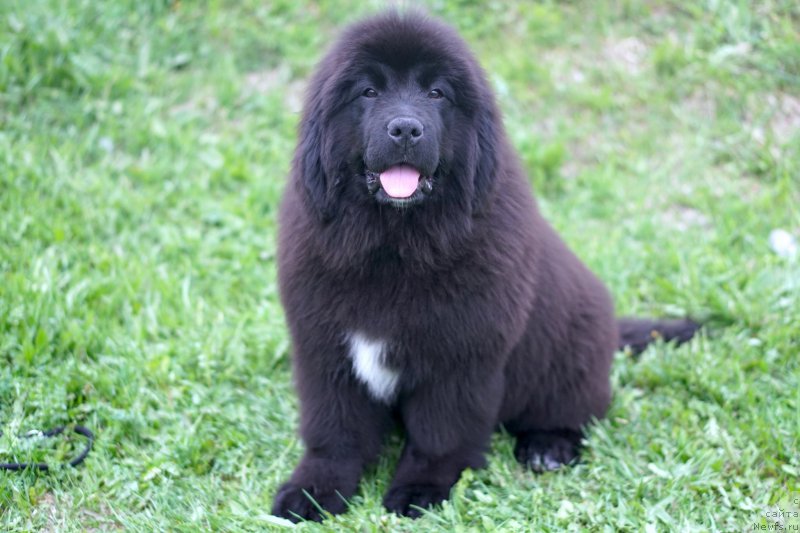 Фото: родители, ньюфаундленд Aquatoriya Kelvin Schedrivchik (Акватория Келвин Щедривчик), ньюфаундленд Aquatoriya Kelvin Yunique Malina Style (Акватория Келвин Юник Малина Стайл)