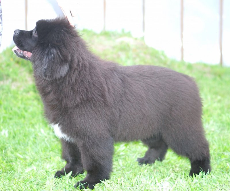 Фото: родители, ньюфаундленд Aquatoriya Kelvin Schedrivchik (Акватория Келвин Щедривчик), ньюфаундленд Aquatoriya Kelvin Yunique Malina Style (Акватория Келвин Юник Малина Стайл)