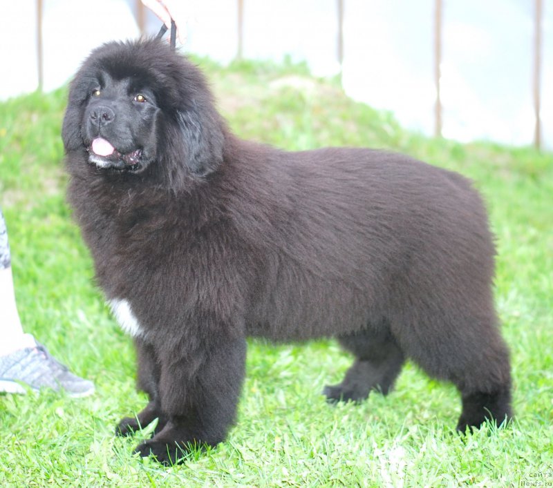 Фото: родители, ньюфаундленд Aquatoriya Kelvin Schedrivchik (Акватория Келвин Щедривчик), ньюфаундленд Aquatoriya Kelvin Yunique Malina Style (Акватория Келвин Юник Малина Стайл)