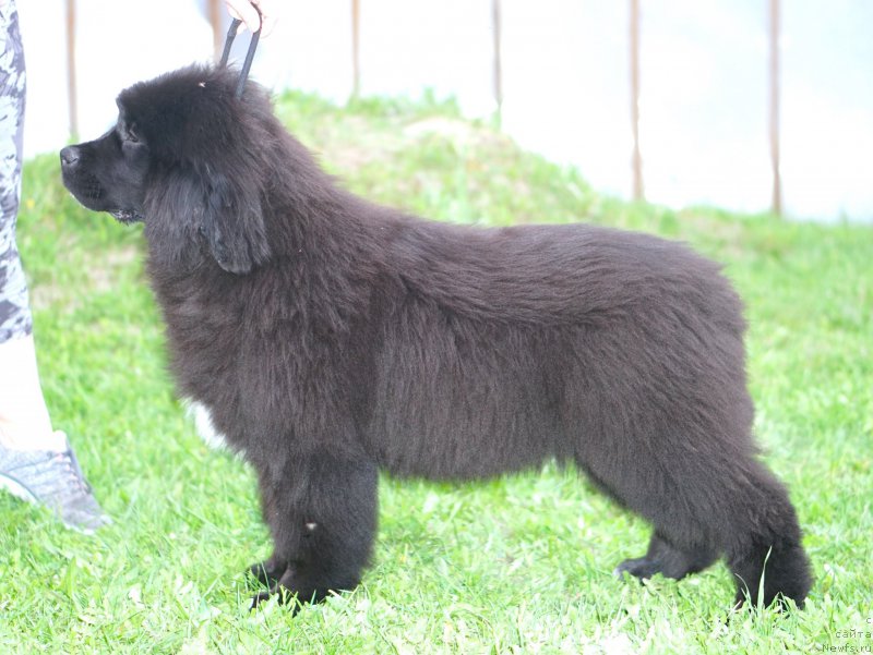 Фото: родители, ньюфаундленд Aquatoriya Kelvin Schedrivchik (Акватория Келвин Щедривчик), ньюфаундленд Aquatoriya Kelvin Yunique Malina Style (Акватория Келвин Юник Малина Стайл)