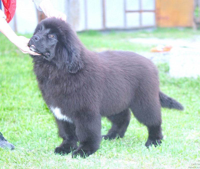 Фото: родители, ньюфаундленд Aquatoriya Kelvin Schedrivchik (Акватория Келвин Щедривчик), ньюфаундленд Aquatoriya Kelvin Yunique Malina Style (Акватория Келвин Юник Малина Стайл)