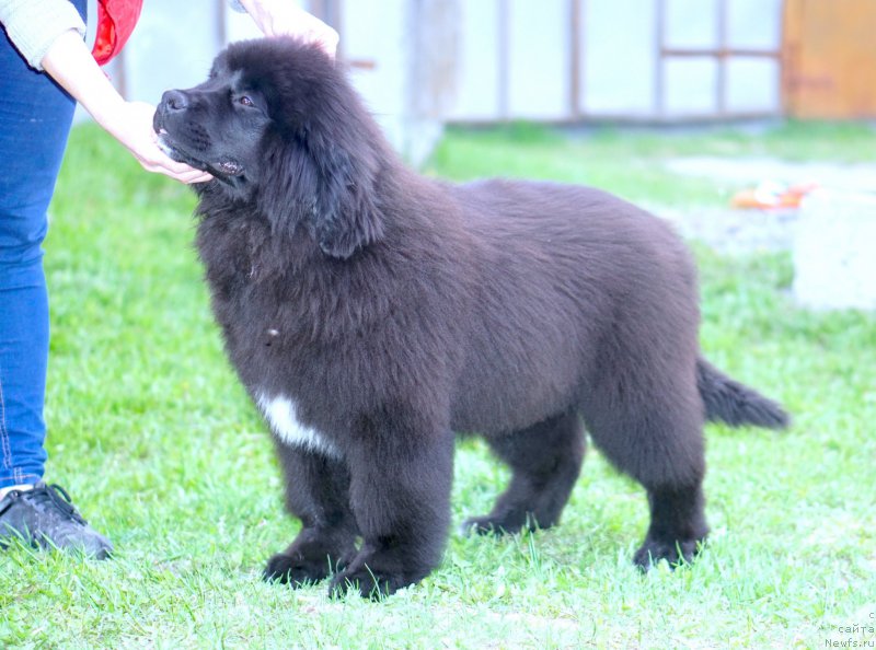 Фото: родители, ньюфаундленд Aquatoriya Kelvin Schedrivchik (Акватория Келвин Щедривчик), ньюфаундленд Aquatoriya Kelvin Yunique Malina Style (Акватория Келвин Юник Малина Стайл)