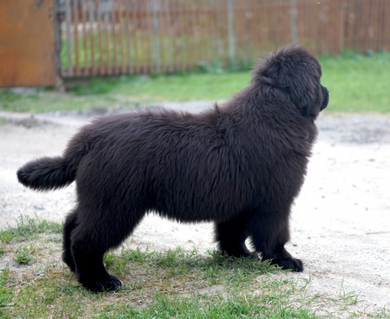 Фото: родители, ньюфаундленд Aquatoriya Kelvin Schedrivchik (Акватория Келвин Щедривчик), ньюфаундленд Aquatoriya Kelvin Yunique Malina Style (Акватория Келвин Юник Малина Стайл)