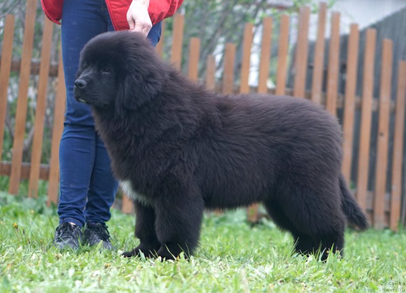 Фото: родители, ньюфаундленд Aquatoriya Kelvin Schedrivchik (Акватория Келвин Щедривчик), ньюфаундленд Aquatoriya Kelvin Yunique Malina Style (Акватория Келвин Юник Малина Стайл)