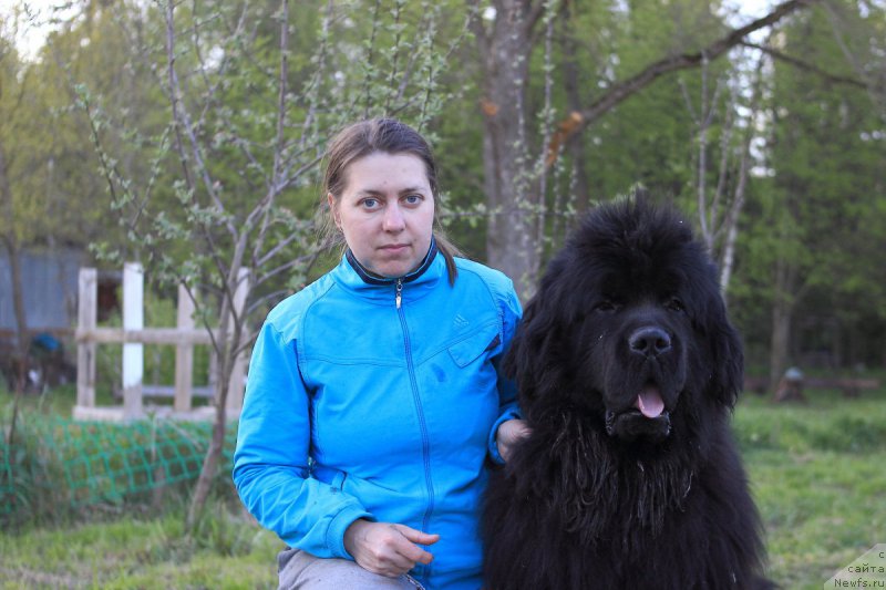 Фото: ньюфаундленд Callistos to Russia With Love