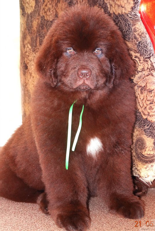 Фото: ньюфаундленд Brownblood MSK Drimi Ein (Браунблад МСК Дрими Эйн)