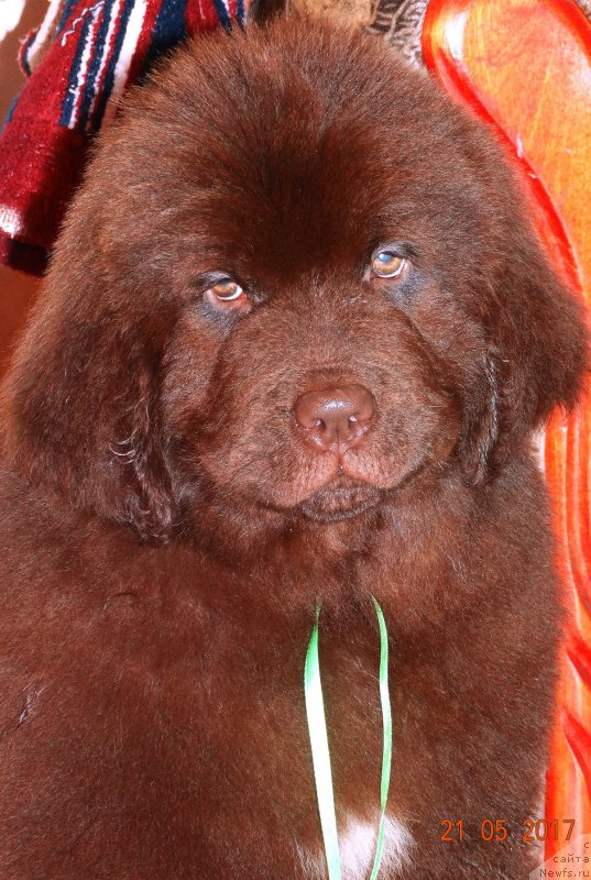 Фото: ньюфаундленд Brownblood MSK Drimi Ein (Браунблад МСК Дрими Эйн)