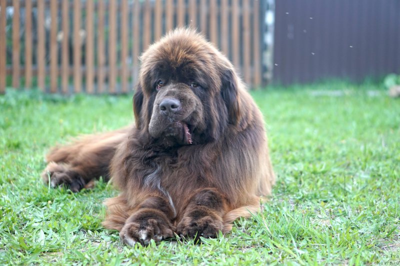 Фото: ньюфаундленд Kari Rojdennyiy v Lyubvi (Кари Рожденный в Любви)