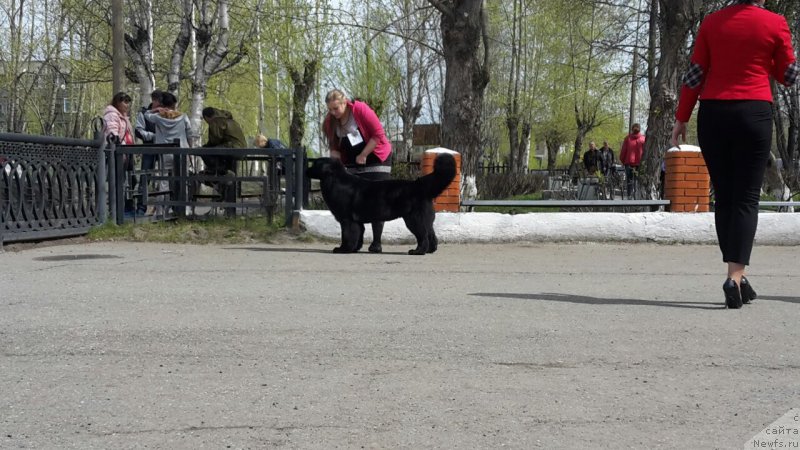 Фото: ньюфаундленд Arsyela B'yuti (Арсэла Бьюти)