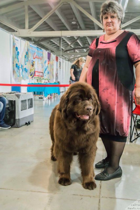 Фото: ньюфаундленд Brownblood MSK Sabina Ester (Браунблад МСК Сабина Эстер)