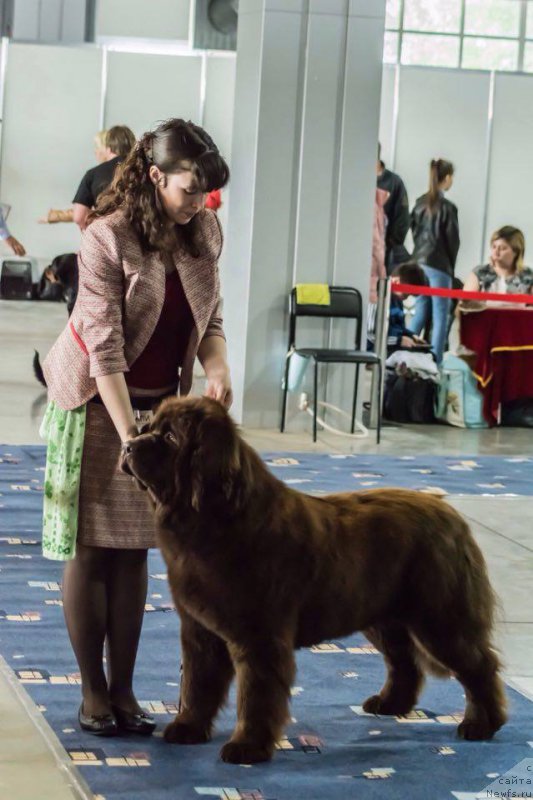 Фото: ньюфаундленд Brownblood MSK Sabina Ester (Браунблад МСК Сабина Эстер)