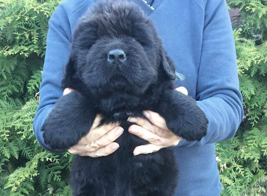 Фото: ньюфаундленд Black Clouds Keep My Soul