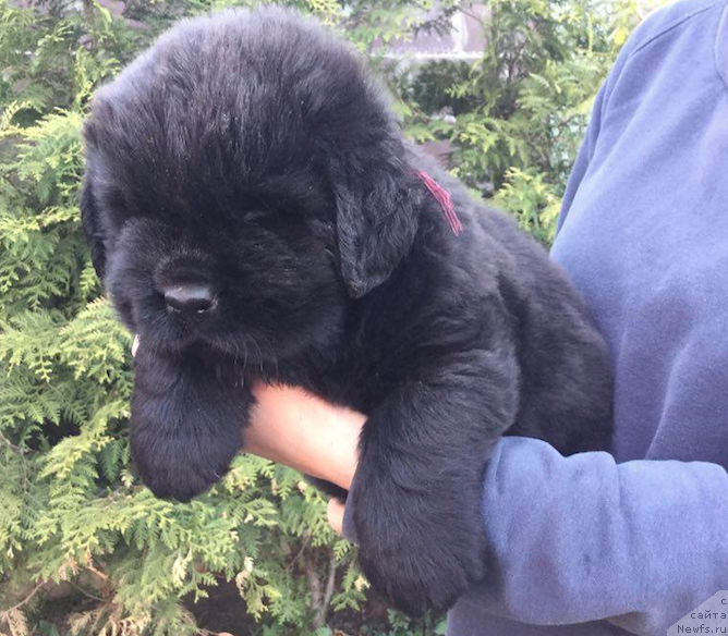 Фото: ньюфаундленд Stealbears Albachiara (Стеалбеарс Альбакьяра)