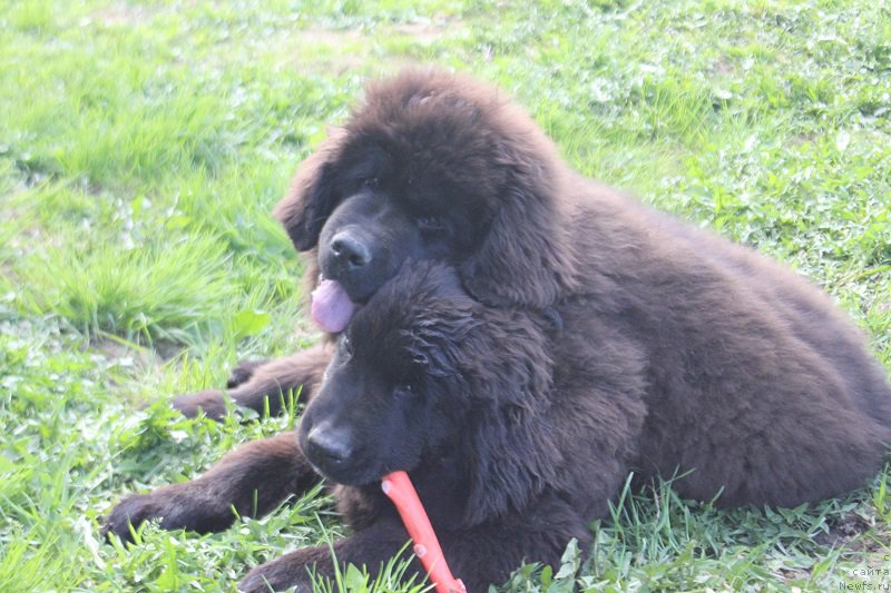 Фотография № 225208