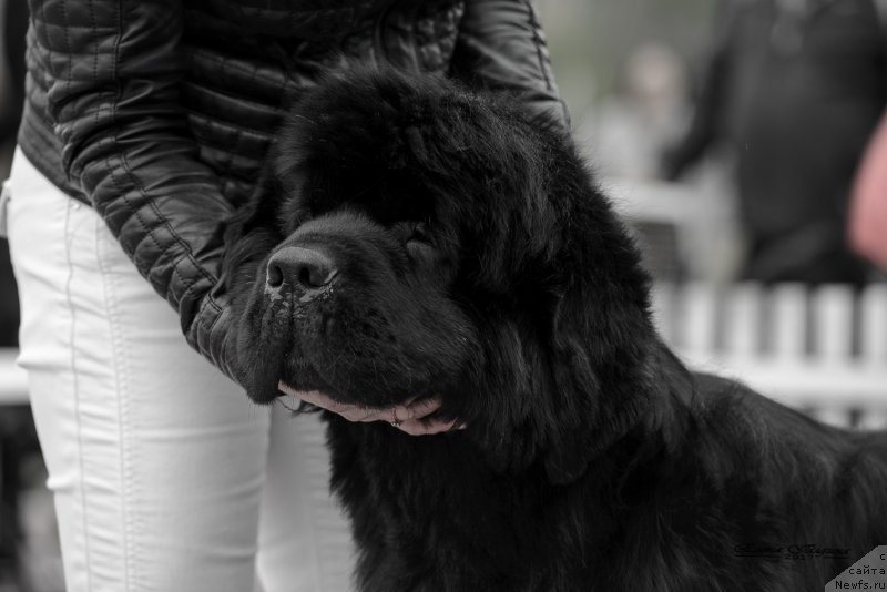 Фотография № 225216