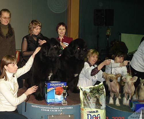 Фото: ньюфаундленд Black Diamond Agidel ot Potapa Patricia (Блэк Диамонд Агидель от Потапа Патриция), ньюфаундленд Black Diamond Agidel ot Potapa Poletta (Блэк Диамонд Агидель от Потапа Полетта), ньюфаундленд Black Diamond Agidel ot Potapa Merilin (Блэк Диамонд Агидель от Потапа Мерилин), Anna Knyazeva (Анна Князева), Алевтина Батян, Дьяконова Светлана