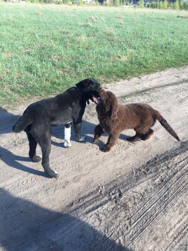 Фото: ньюфаундленд Brownblood MSK Larchie Ardon (Браунблад МСК Ларчи Ардон)