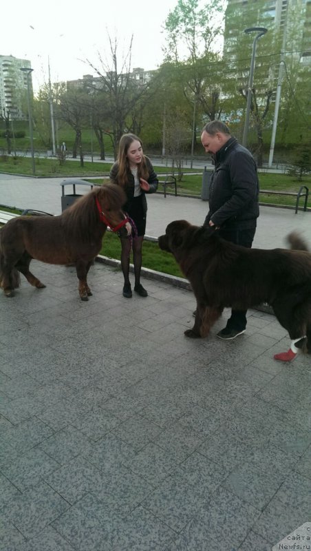 Фото: ньюфаундленд Braunblad MSK Brem Berri (Браунблад МСК Брем Берри)