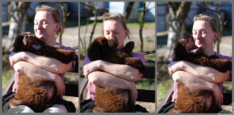 Фото: ньюфаундленд Brownblood MSK Darlina Joy (Браунблад МСК Дарлина Джой), Ol'ga Mel'nichenko (Ольга Мельниченко)