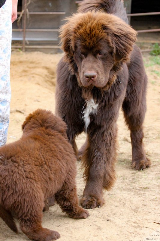 Фото: ньюфаундленд Brownblood MSK Abrams-Strong (Браунблад МСК Абрамс-Стронг), ньюфаундленд Brownblood MSK Darlina Joy (Браунблад МСК Дарлина Джой)